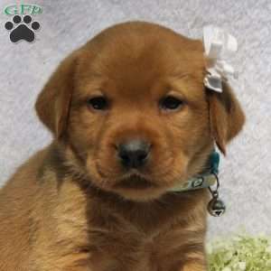 Summer Belle, Fox Red Labrador Retriever Puppy